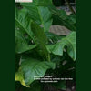 Anthurium huegelii Seedling