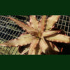Cryptanthus Bivittatus x 2