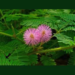 Touch me not! Mimosa pudica plant