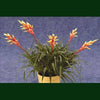 Bromeliad Vriesea Shanon